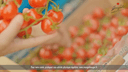 Thumbnail 9 of Saga Di Pasta