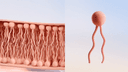 Thumbnail 14 of Sensibio